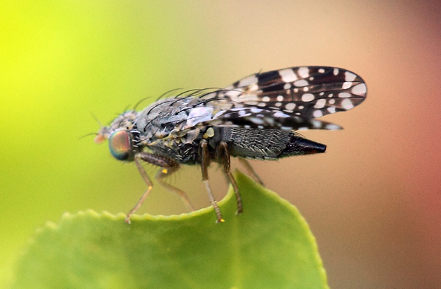 Sciomyzidae?